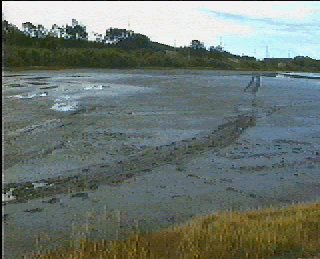 disturbance to clay pan at Wynnum North